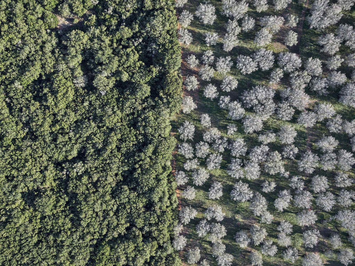 Edward Burtynsky - Xylella Studies